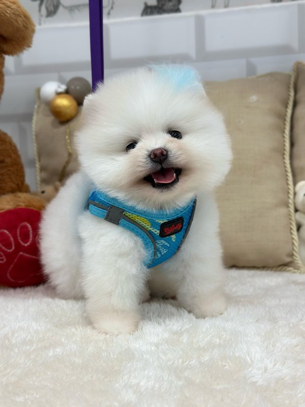 Rocky - Miniature Poodle