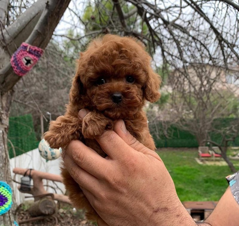 Charlie - Standard Poodle