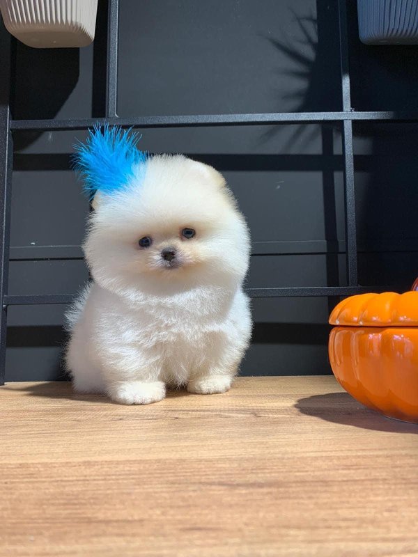 Pomeranian
