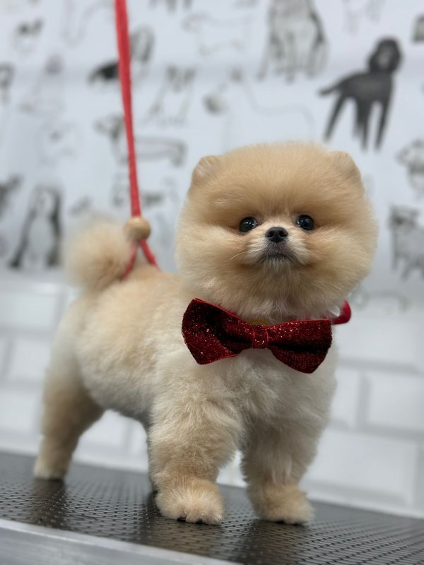 Pomeranian