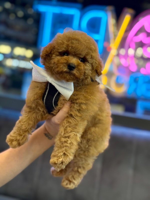 Poodle Sağlık Kontrolleri