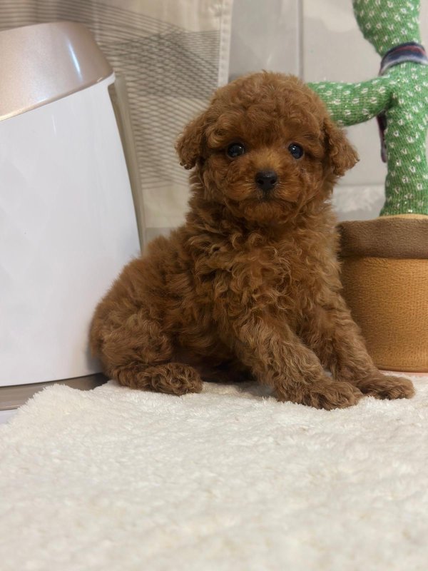 Yavru Poodle Mama Programı